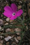 : - Phlox mesoleuca