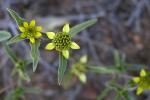 Sanvitalia abertii - Sanvitalia abertii