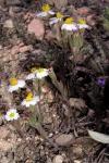: - Syntrichopappus lemmonii