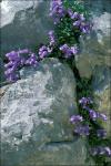 Zoys Glockenblume - Favratia zoysii