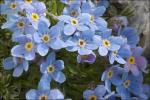 Himmelsherold - Eritrichium nanum