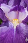 : - Iris pallida subsp. cengialti