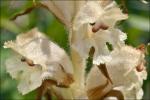 Bitterkraut-Sommerwurz - Orobanche picridis