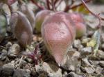 : - Astragalus aquilonius