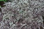 : - Deparia japonica