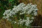 Ysopblättriger Wasserdost - Eupatorium hyssopifolium