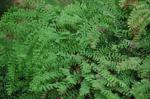 Pfauenrad-Frauenhaarfarn - Adiantum pedatum