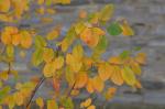 : - Amelanchier canadensis