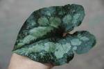 : - Asarum splendens