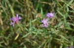 : - Centaurea stoebe subsp. australis