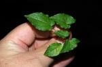 : - Epimedium grandiflorum