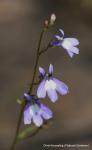 : - Lobelia kalmii