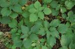 Amerikanischer Ysander - Pachysandra procumbens