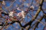 Higan-Kirsche - Prunus subhirtella