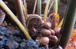 :-Thelypteris cyatheoides