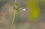 Kleinkronige Glockenblume - Campanula erinus