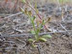 : - Chorizanthe brevicornu