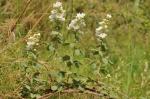 Filz-Brombeere - Rubus canescens