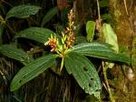 : - Anthopterus verticillatus