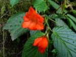 : - Begonia longirostris