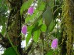 : - Kohleria affinis