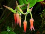 : - Ceratostema amplexicaule