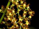 : - Cyrtochilum myanthum