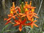 :-Epidendrum cochlidium