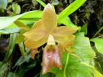 : - Epidendrum diothonaeoides