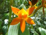 : - Epidendrum geminiflorum