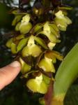 : - Epidendrum renilabium