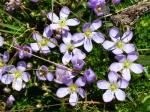 : - Gentianella cerastioides