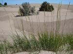 : - Leymus flavescens