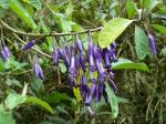 : - Iochroma calycina