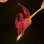 : - Lepanthes cornualis