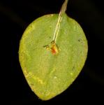 : - Lepanthes pecunialis