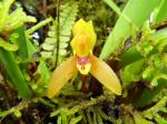 : - Mormolyca acutifolia