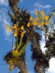 : - Oncidium heteranthum