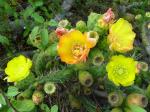: - Opuntia bakeri