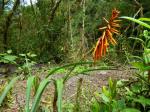 :-Pitcairnia sodiroi