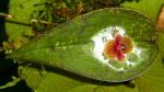 : - Pleurothallis troglodytes