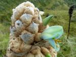 :-Puya clava-herculis