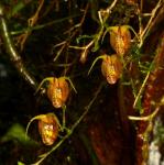 : - Scaphosepalum beluosum
