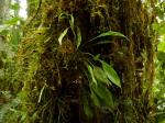 : - Scaphosepalum ophidion