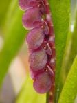 : - Stelis glossulicles