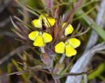 : - Triphysaria eriantha