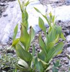 Kalifornischer Germer - Veratrum californicum