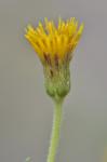 : - Heterotheca oregona var. oregona