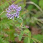 Kalifornische Indianernessel - Monardella odoratissima