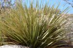 : - Nolina parryi